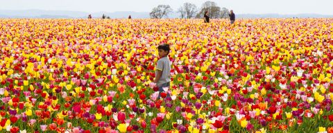A boy stands in a field of tulips with oak trees and people in the background