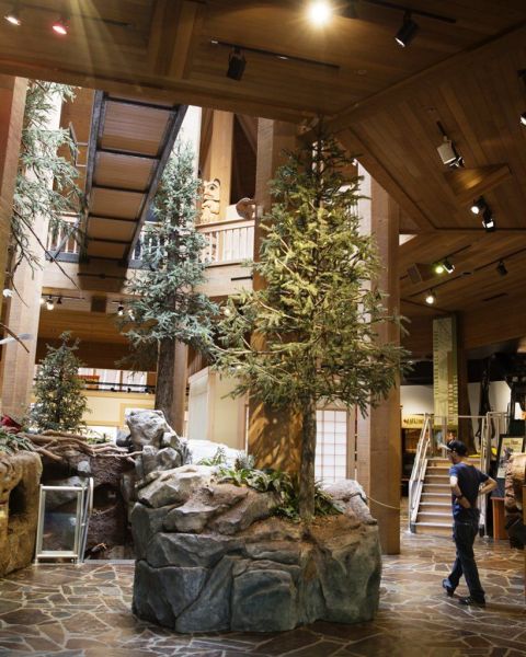person walking through a museum exhibition of different trees