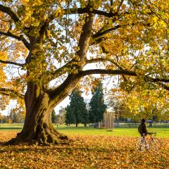 a cyclists walks through piles of autumn leaves beneath a very large tree with more yellow leaves, in autumn