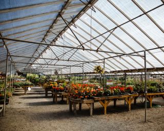 rows of potted flowers on tables in a greenhouse