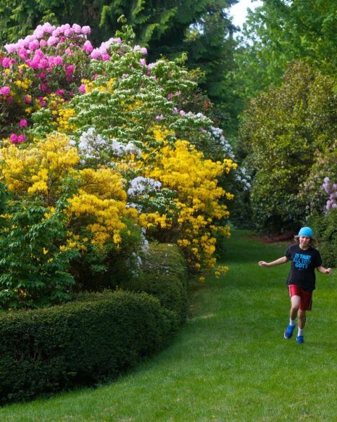 large pink and yellow rhododendron are the backdrop for a young woman playing in Portland’s Washington Park.