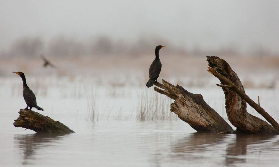 birds on logs in water on a cloudy day