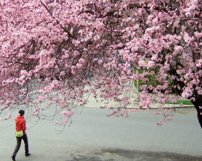 person walking under trees full of cherry blossoms at Waterfront Park