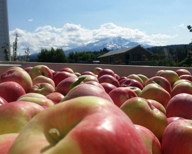 a large vat of apples on a sunny day