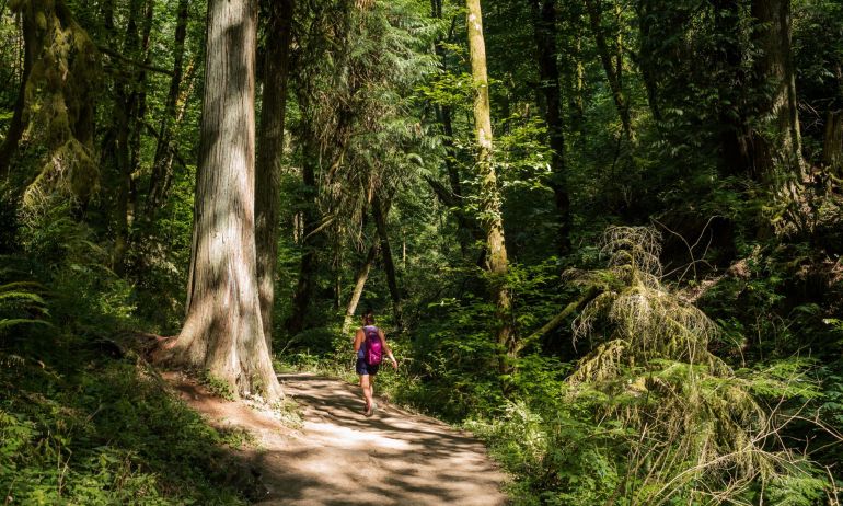 person walking among tall evergreen trees in a wooden trail