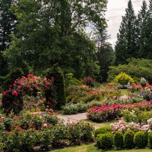 roses bushes, climbing roses in large lush rose garden
