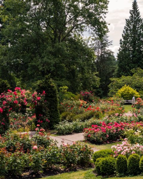 roses bushes, climbing roses in large lush rose garden