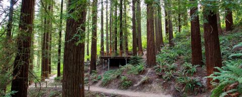 a path leads toward a large observation deck among ferns and towering trees