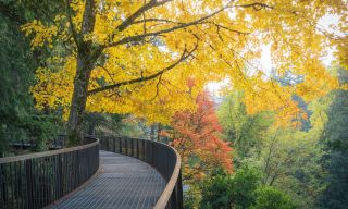 a view on an aerial walkway through trees boasting colorful leaves