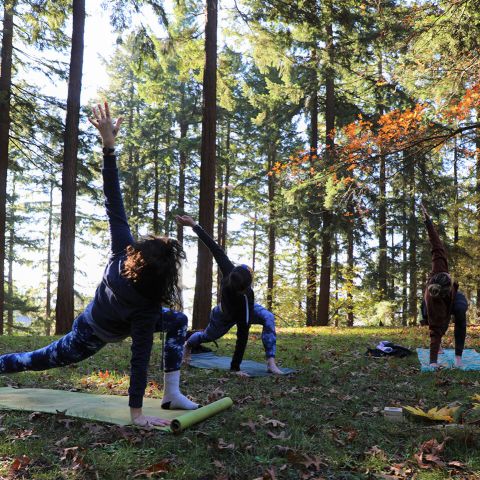 three people doing yoga surrounded by trees