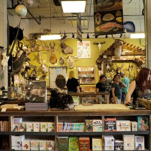 shelves and walls stocked with natural items like stones and minerals, taxidermy examples, and framed insects