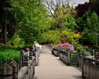 a path in a rhododendron garden