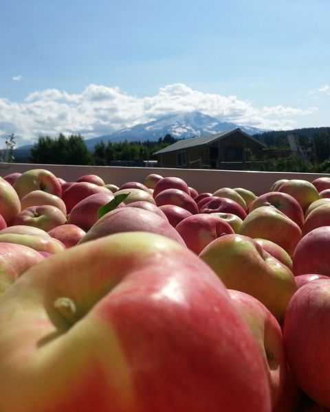 a large vat of apples on a sunny day