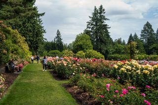 roses bushes, climbing roses in large lush rose garden