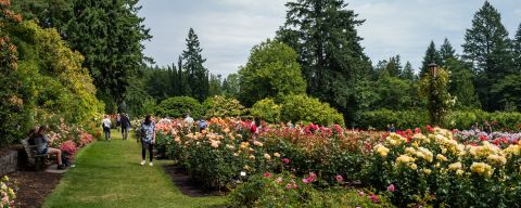 roses bushes, climbing roses in large lush rose garden