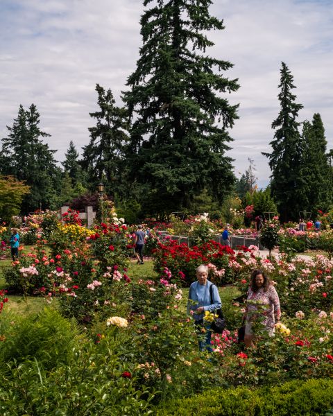 people amble through a rose garden in full bloom