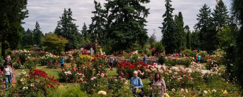 people amble through a rose garden in full bloom