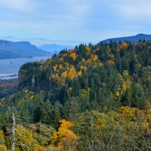 skirting a wide river there are yellow and oranges of changing leaves within the evergreen forest