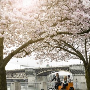 orange pedicab rides through park under backlit cherry blossoms and a view of the Burnside Bridge