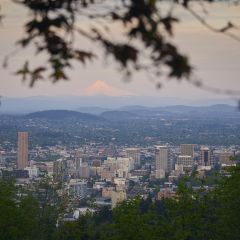 Eastward view of Portland through some tree branches, with Mount Hood rising in the background.