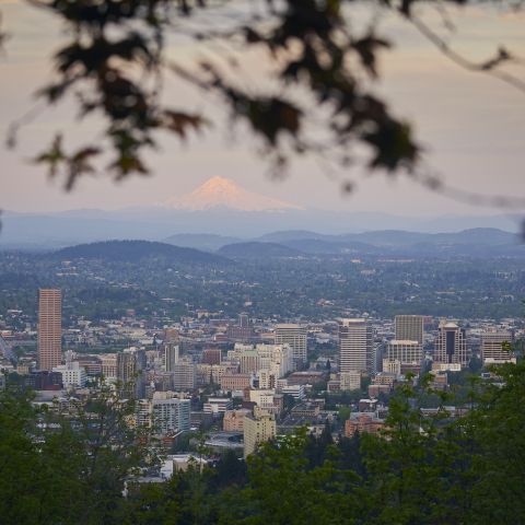 Eastward view of Portland through some tree branches, with Mount Hood rising in the background.