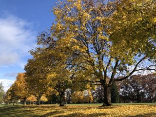 a row of large deciduous trees with bright yellow leaves and blue skies in the background