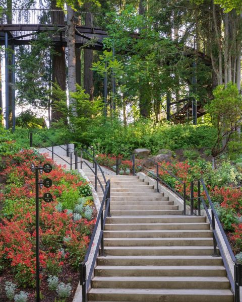 stairs up a hillside covered in bright blooms of flowers and fresh spring growth on trees