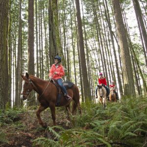 Three people wearing helmets ride horses on a forest trail lined with ferns