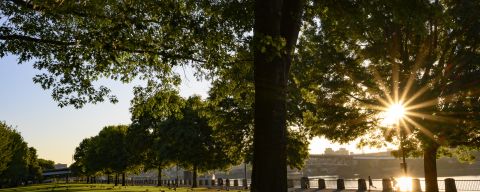 sunrise through trees with grassy field on waterfront park