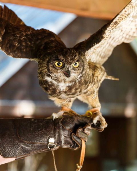 an owl with its wings spread